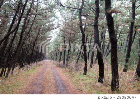 防砂林 防砂林 28080647