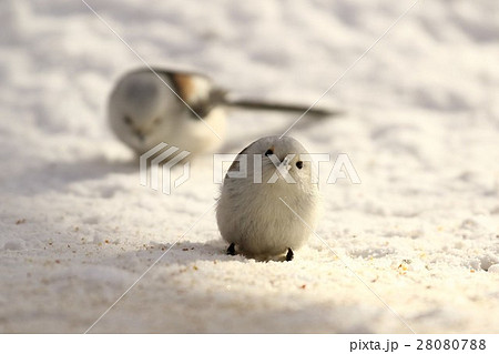 シマエナガ 28080788