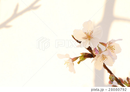 桜の花 白背景 28080792