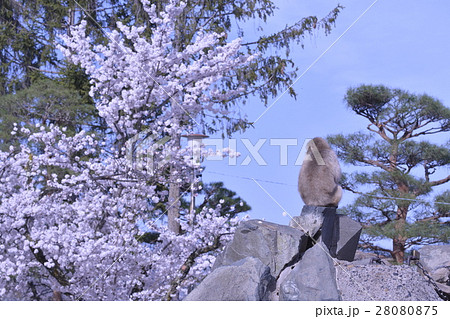 サルと桜 サルと桜 28080875