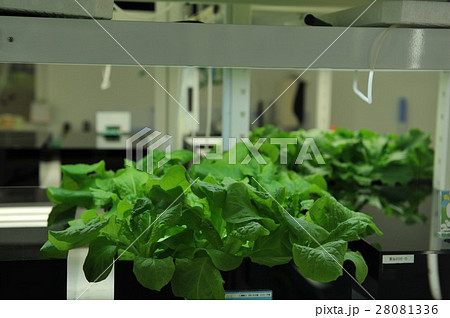 野菜工場 野菜工場 28081336