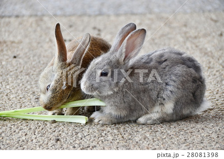 エサを食べるウサギ エサを食べるウサギ 28081398