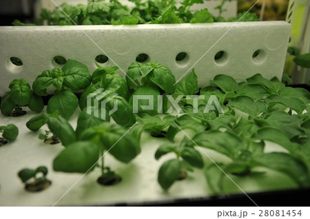 野菜工場 28081454