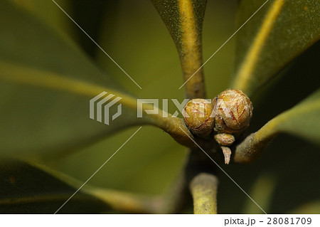 自然　植物　マテバシイ、冬芽です。とがった形が多いのブナ科では珍しくまあるい形の冬芽です 28081709