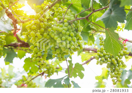 Green grapes on vine 28081933