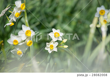 スイセン スイセン 28082008