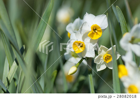 スイセン 28082018