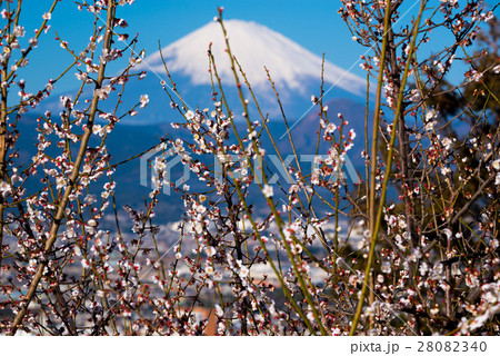 梅林と富士山 梅林と富士山 28082340