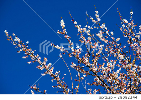 梅林と富士山 梅林と富士山 28082344