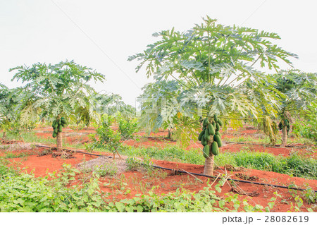 fresh ripe papaya fruits in farm fresh ripe papaya fruits in farm 28082619