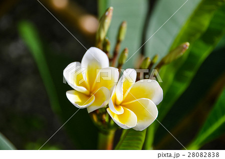 花 フラワー お花 28082838