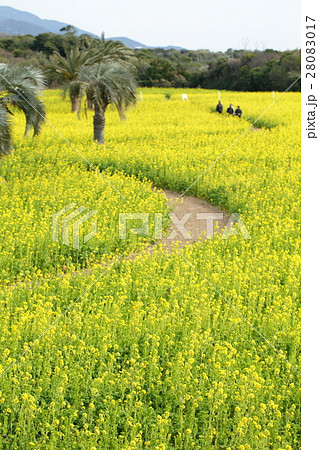伊良湖の菜の花畑 28083017