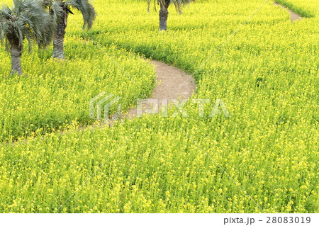 伊良湖の菜の花畑 28083019
