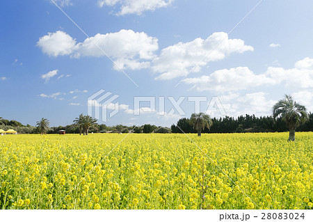 伊良湖の菜の花畑 28083024