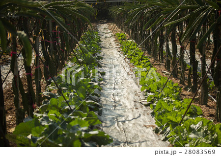 キャベツ きゃべつ 甘藍 28083569