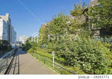 目黒川緑道 28083771