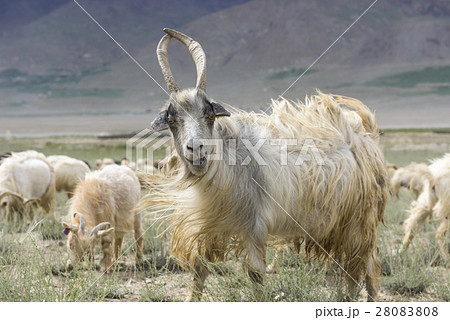 Kashmir goats in beautiful India landscape with sn 28083808