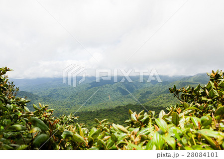 Rainforest landscape in Monteverde Costa Rica 28084101