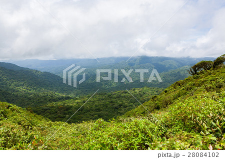 Rainforest landscape in Monteverde Costa Rica 28084102