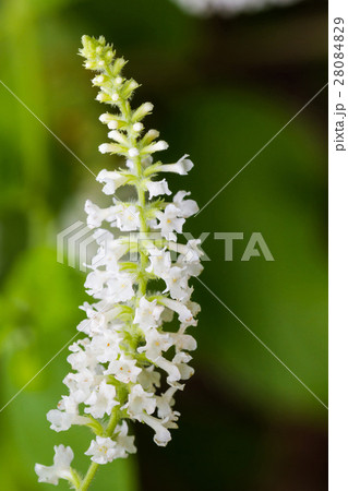 Butterfly Bush (Byttneria). 28084829