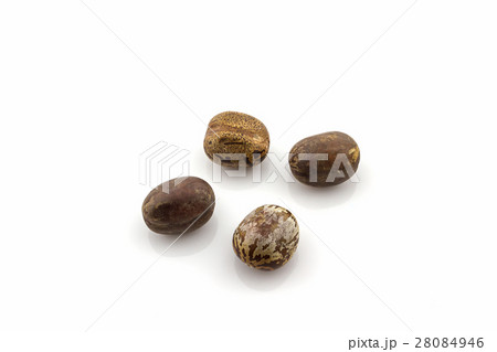 Rubber Seeds,hevea brasiliensis. 28084946