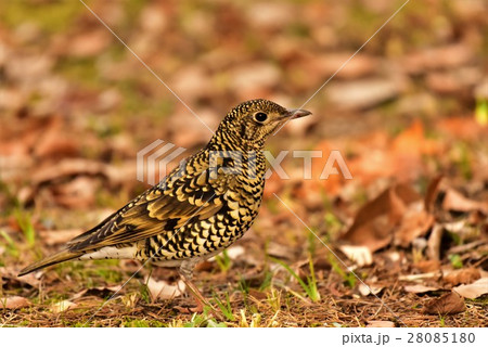 【野鳥】落ち葉に紛れるトラツグミ 28085180