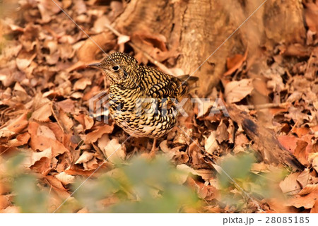 【野鳥】落ち葉に紛れるトラツグミ 28085185