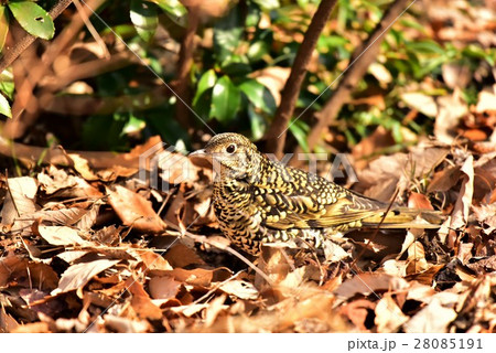 【野鳥】落ち葉に紛れるトラツグミ 28085191