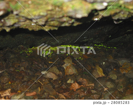 マッカウス洞窟のヒカリゴケ 28085283