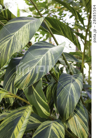 黄斑月桃 (アルピニア) 黄斑月桃 (アルピニア) 28085564