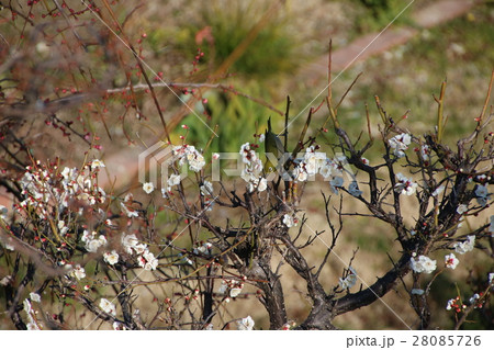 梅の花の蜜を吸いに来たメジロ 28085726
