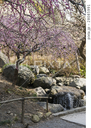 しだれ梅 28085991