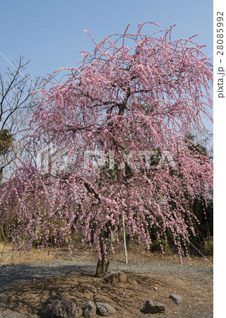 しだれ梅 28085992