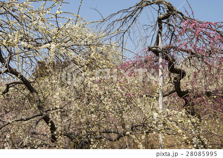 しだれ梅 28085995