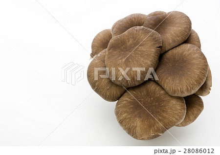 ひらたけ ひらたけ 28086012