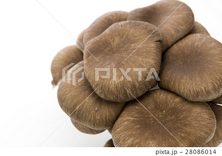 ひらたけ 28086014