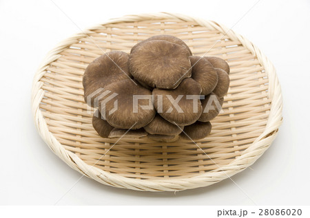 ひらたけ ひらたけ 28086020