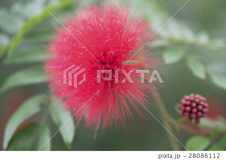 オオベニゴウカン 28086112