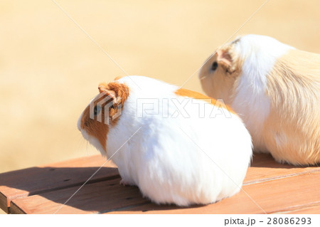 徳山動物園　るんちゃ♪るんちゃ　モルモット 28086293