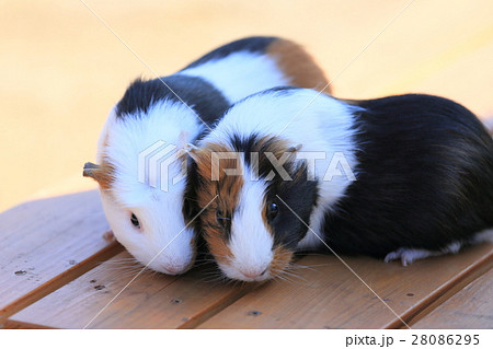 徳山動物園 るんちゃ♪るんちゃ モルモット 徳山動物園 るんちゃ♪るんちゃ モルモット 28086295
