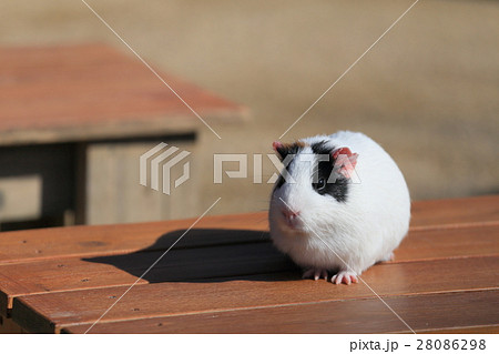 徳山動物園　るんちゃ♪るんちゃ　モルモット 28086298