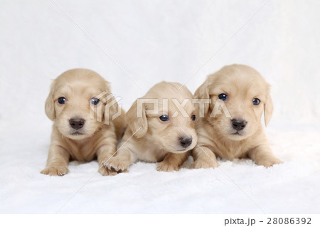 可愛い子犬3兄弟の写真素材