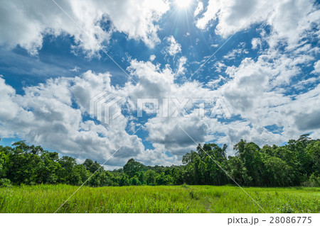 Green grass under blue sky Green grass under blue sky 28086775