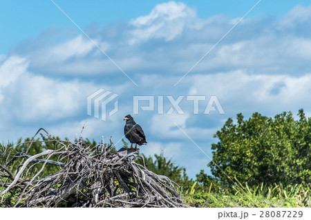 Hawk free falcon wildlife bird mexico yucatan 2 Hawk free falcon wildlife bird mexico yucatan 2 28087229