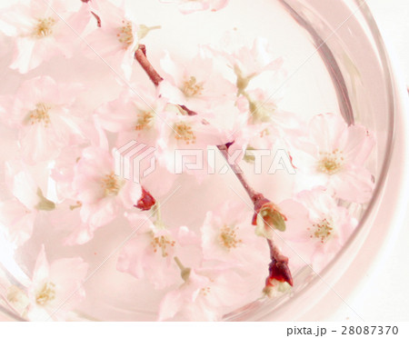 早春の啓翁桜のアップ 28087370