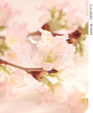 早春の啓翁桜のアップ 早春の啓翁桜のアップ 28087371