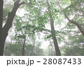 霧に包まれた森 28087433