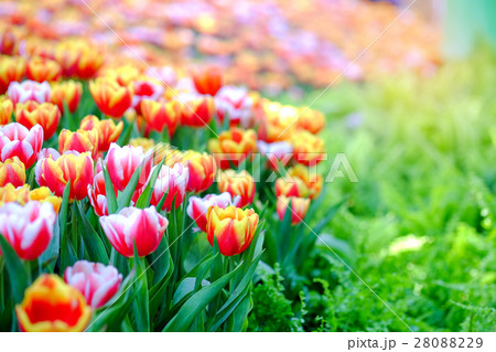 Tulips in garden. 28088229