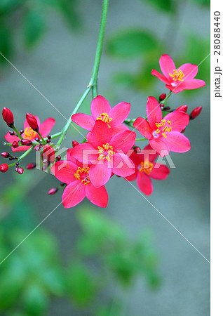 テイキンザクラ 28088440