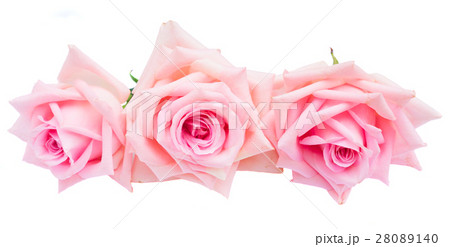 Pink blooming roses Pink blooming roses 28089140